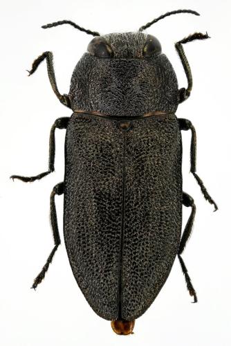 Réf. 317 207 : Anthaxia morio